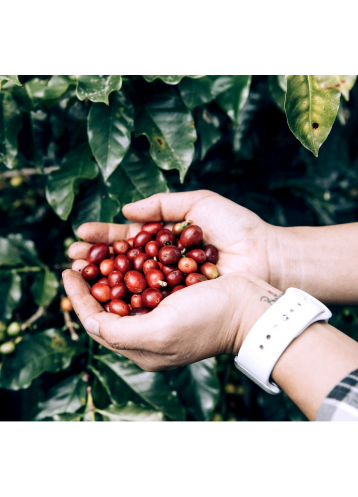  BASE COFFEE • Myanmar